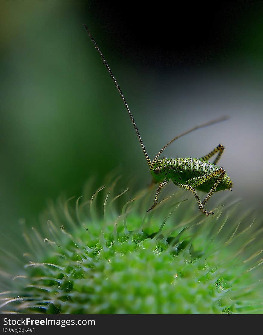 Green Insect