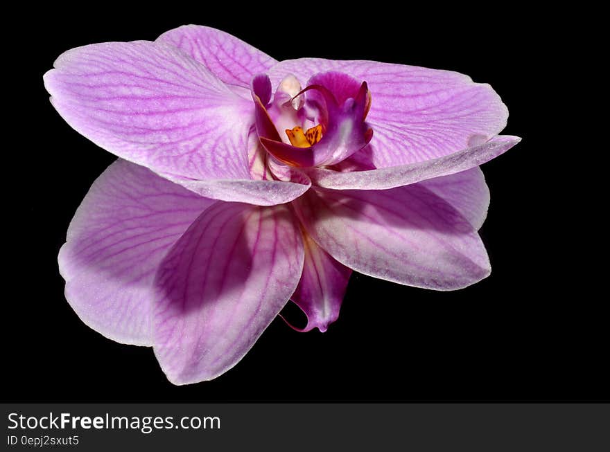 Pink and Purple Flower on a Black Reflective Surface