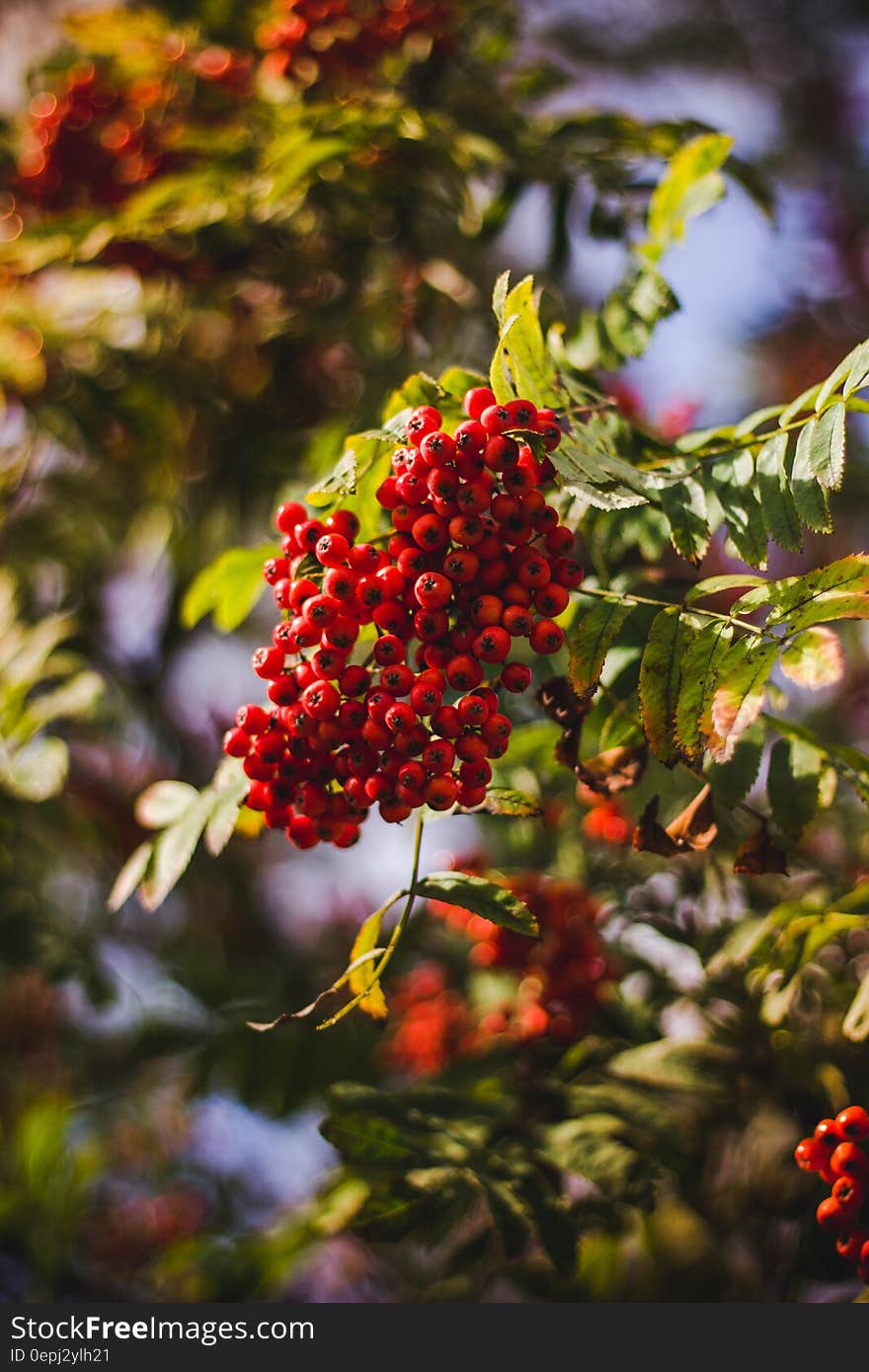 Red Berries on Tree