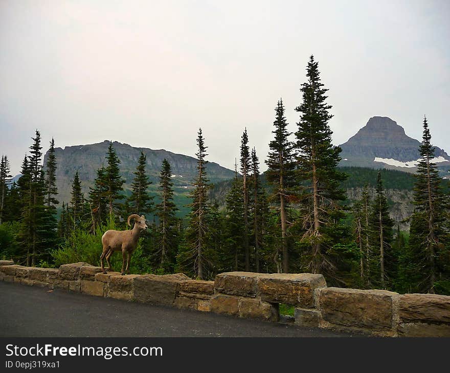 Mouflon ram standing on hay bales along alpine road. Mouflon ram standing on hay bales along alpine road