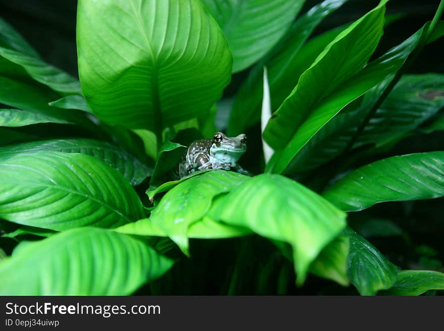 Green frog on leafy plant in sunny garden.