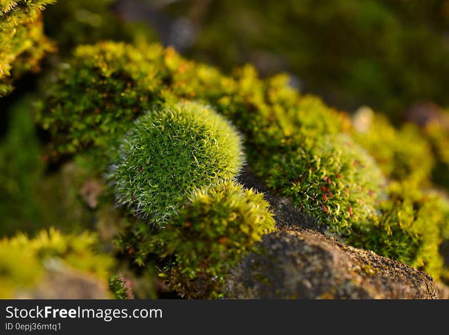 Green Plant