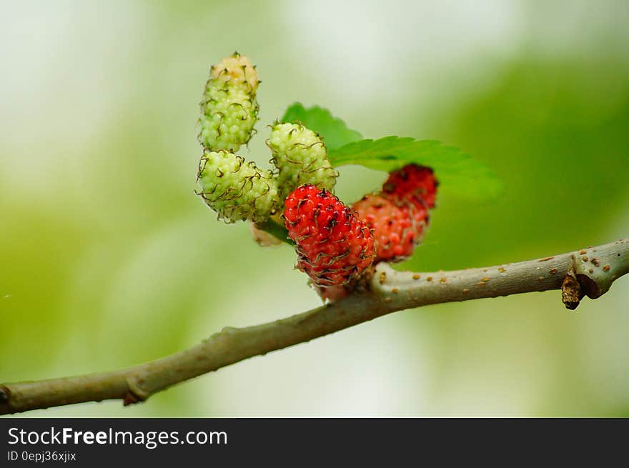 Green Leaf on Tree Branches