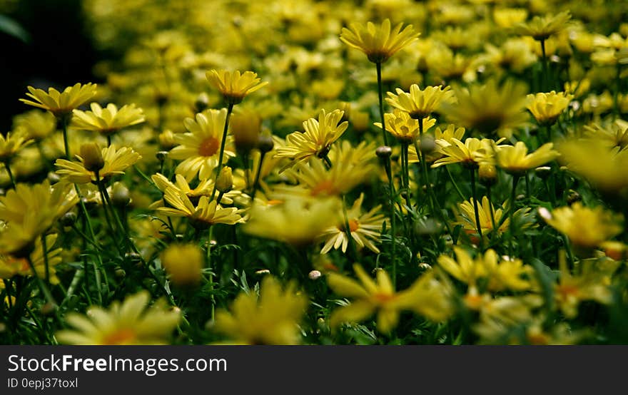 Yellow Petal Flower Field