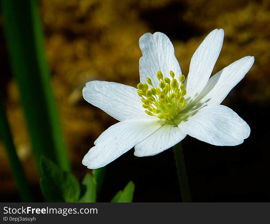 White and Green Flower in Macro Shot Photography