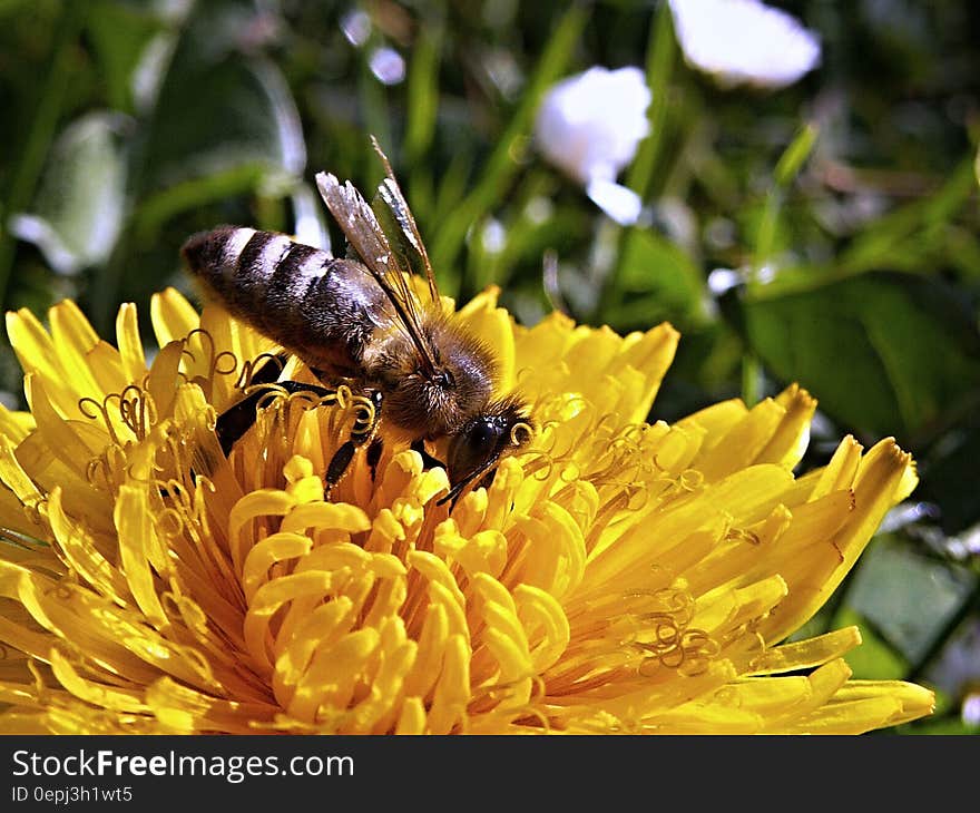 Yellow Bee on a Yellow Flower during Daytime