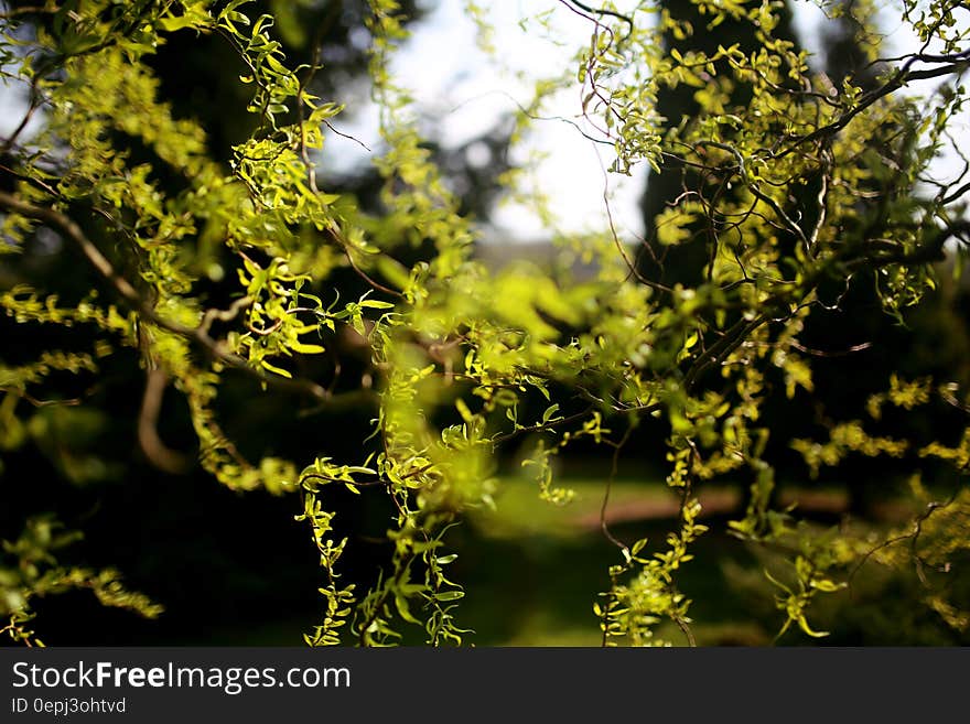 Chinese Willow