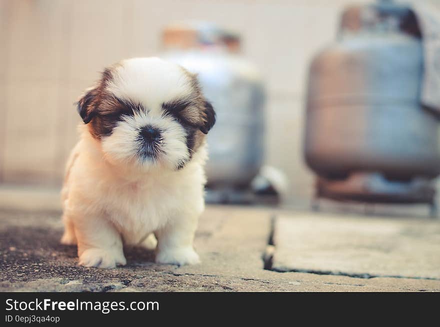 White and Brown Long Coated Puppy Macroshot Photography