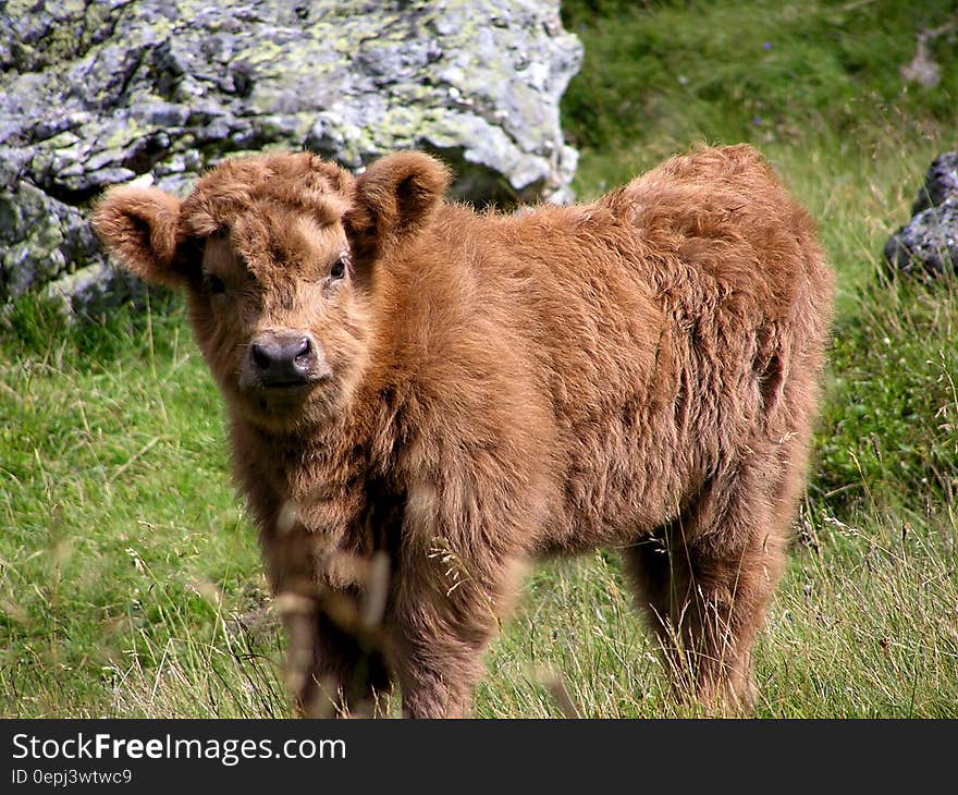 Brown Long Coat 4 Leg Animal on Green Grass during Daytime