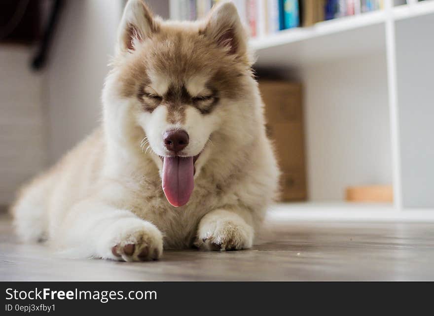 White Short Coat Dog Beside White Shelf