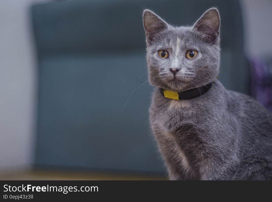 Portrait of domestic short hair grey cat outdoors. Portrait of domestic short hair grey cat outdoors.