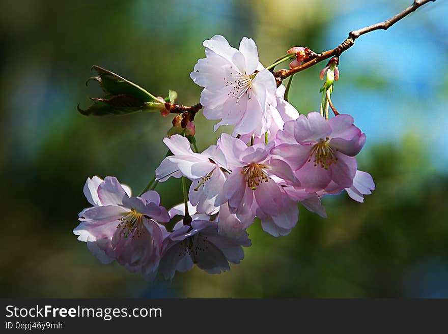 Close up of pink blossoms on tree branch on sunny day.