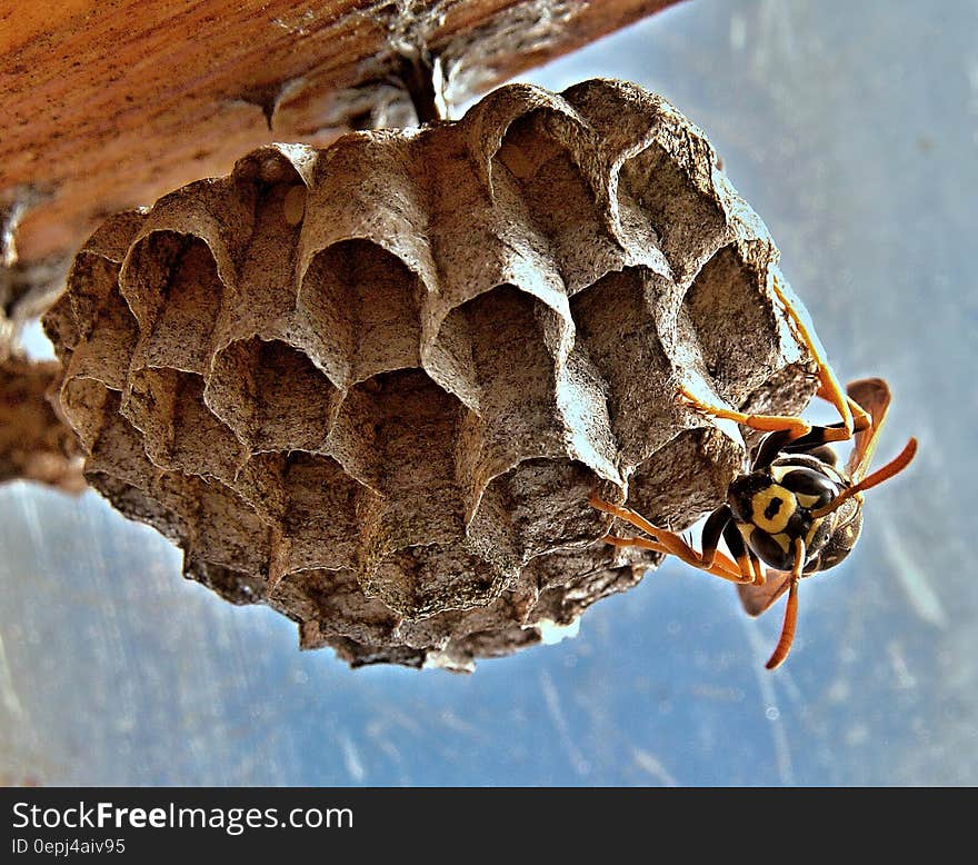 Black and Yellow Wasp