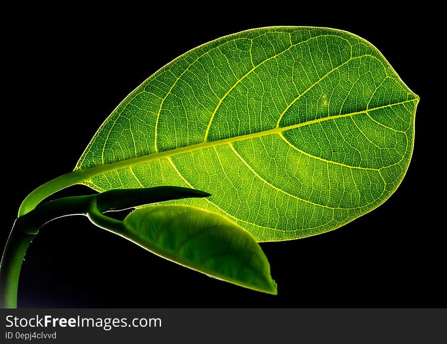 Green Flat Oblong Leaf Plant on Close Up Photography