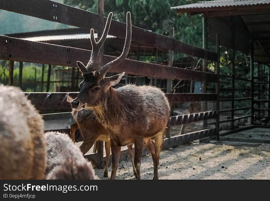 Brown Reindeer Near on Brown Wooden Fence