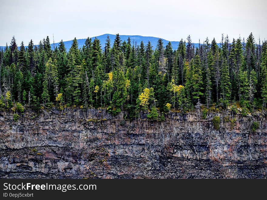 Green Trees Near Gray Cliff during Daytime