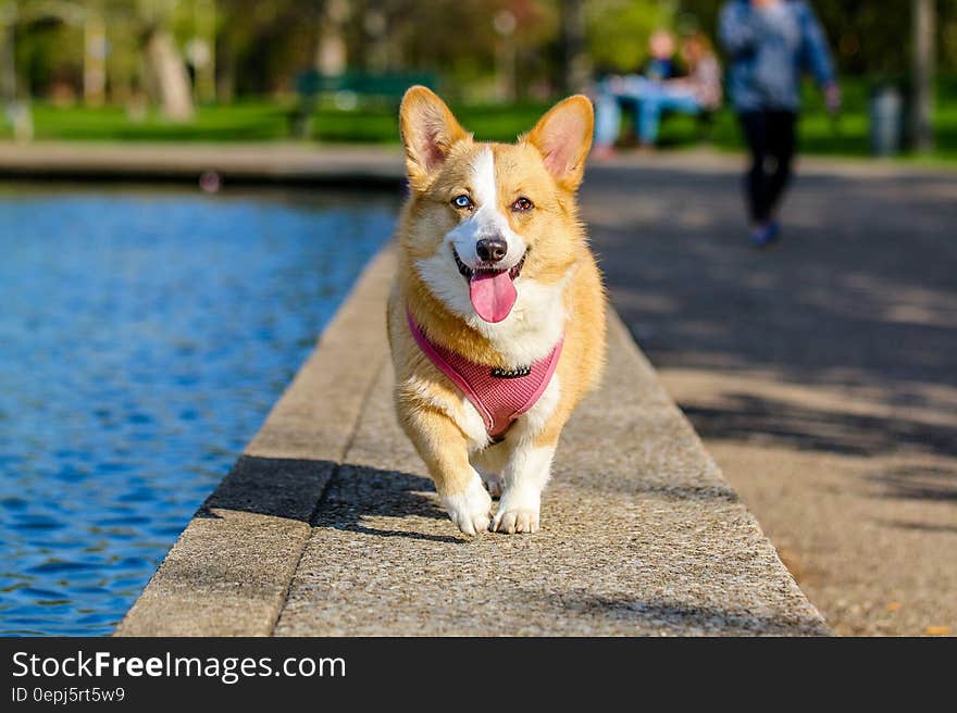 Corgi dog walking on cement side of park pond on sunny day. Corgi dog walking on cement side of park pond on sunny day.