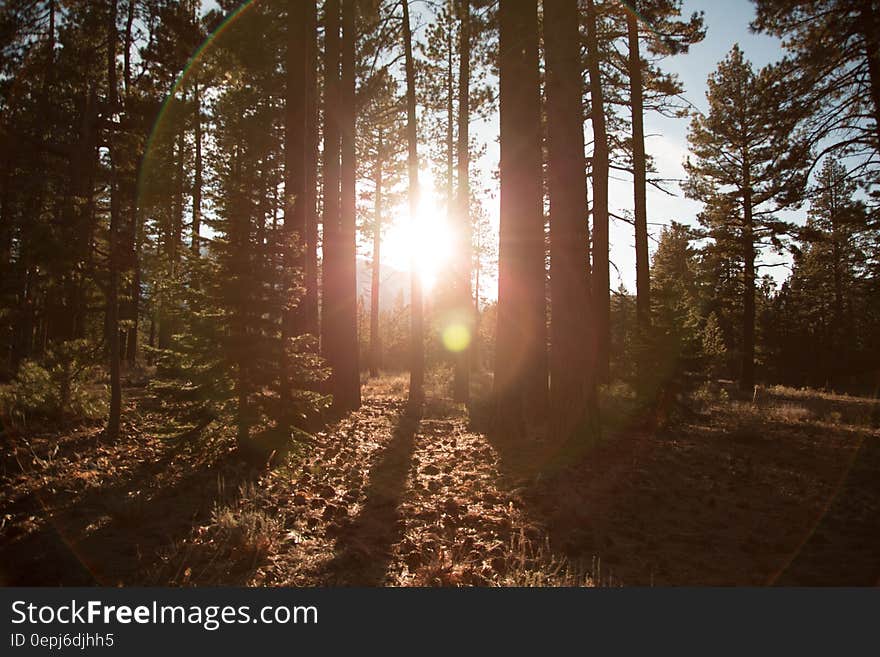 Sunlight through trees in forest. Sunlight through trees in forest.