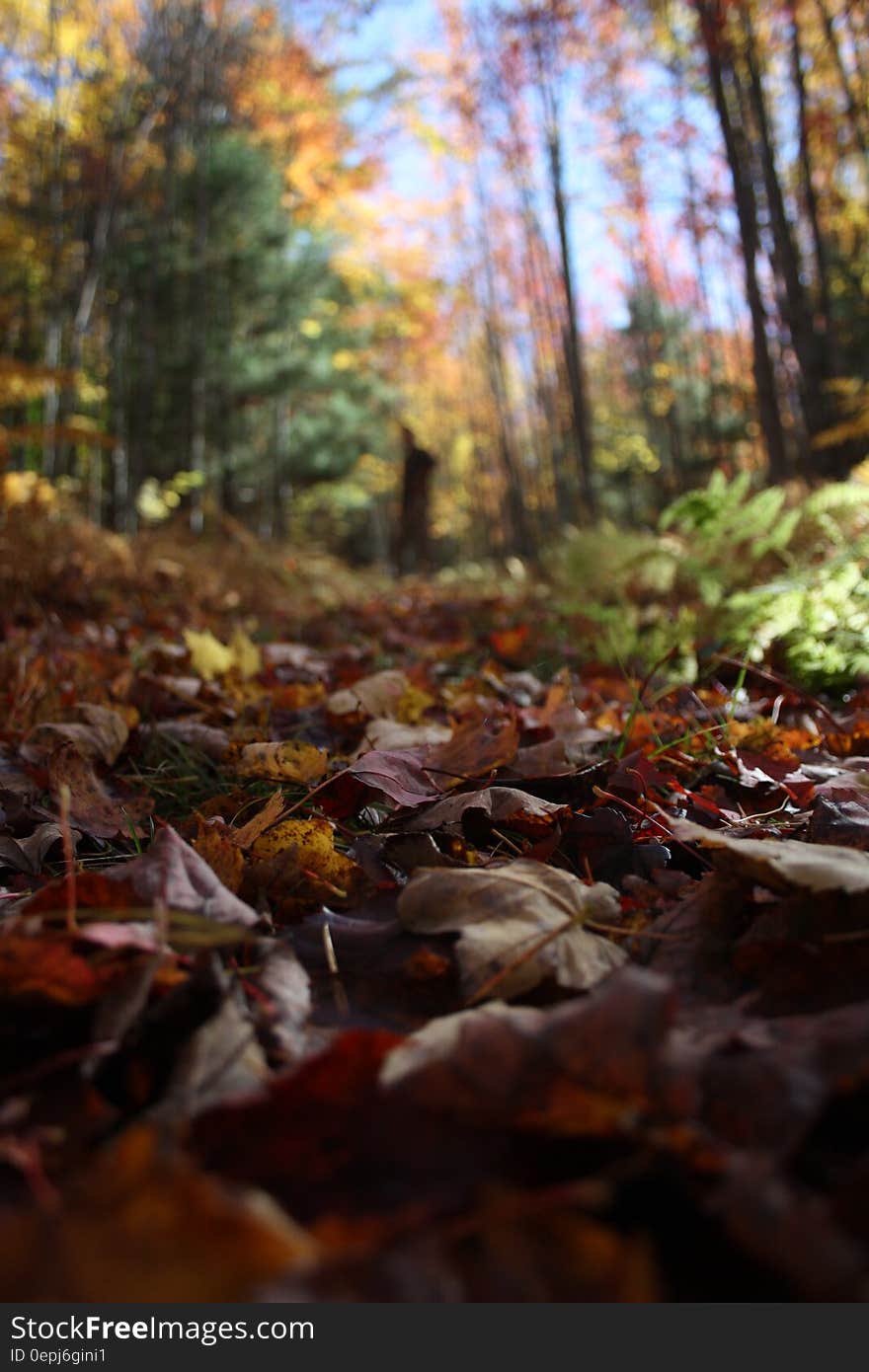 Maple Leaves Photo