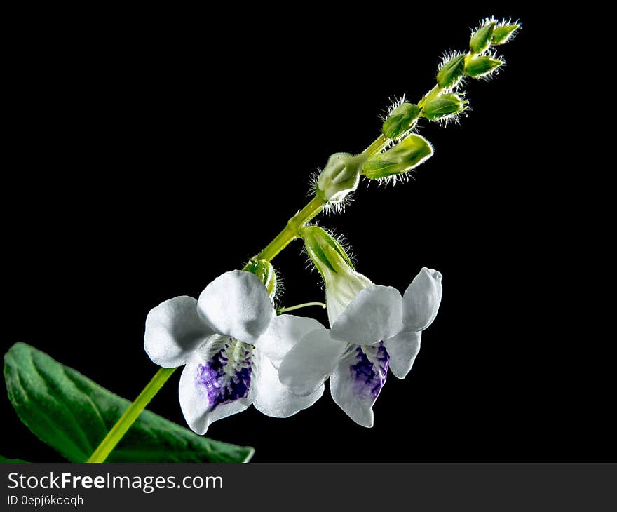 macro Photography of White 5 Petaled Flower