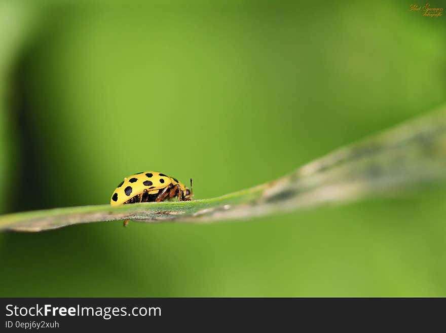 Green Lady Bug on Plant Leaf