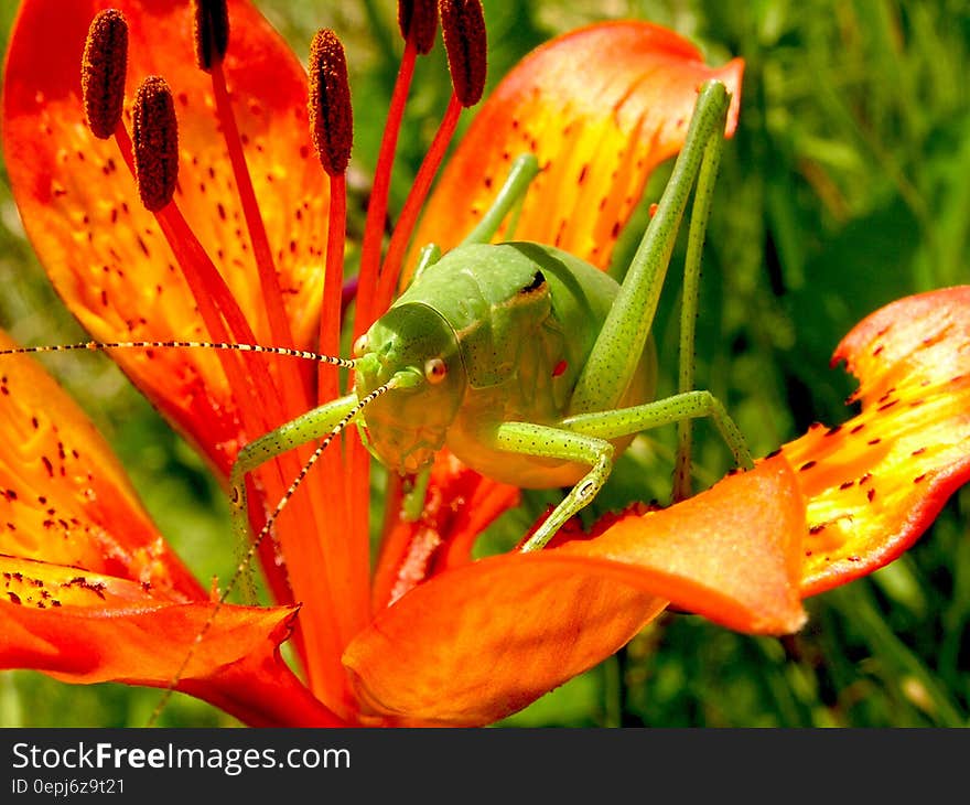 Green Grasshopper on Red 5 Petaled Flower