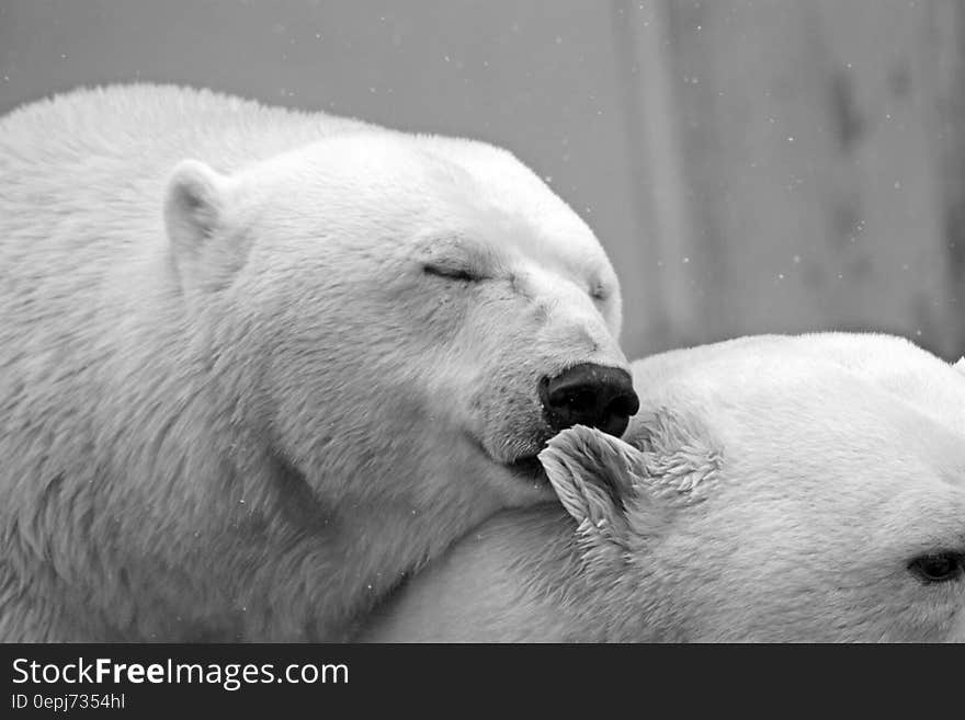 Polar Bears