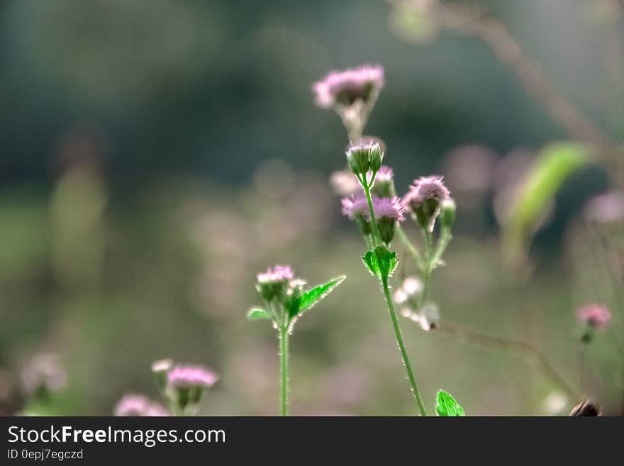 Macro Photo of Pink Flowers