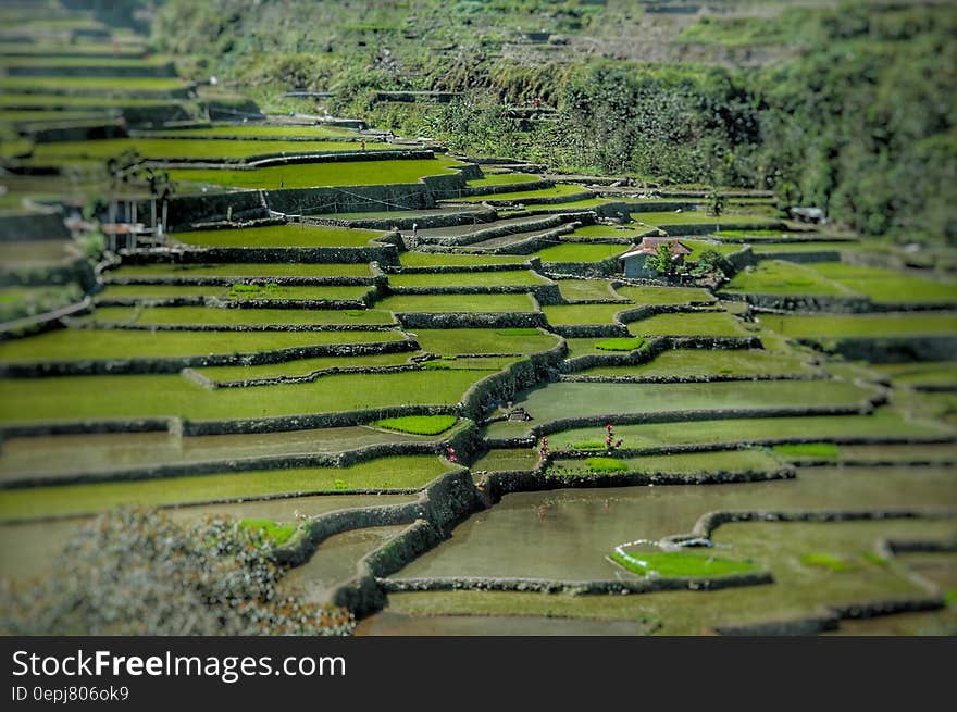 Green Rice Terraces