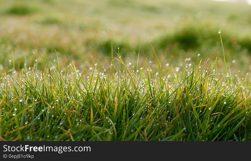 Dew drops on green grass in sunny field. Dew drops on green grass in sunny field.