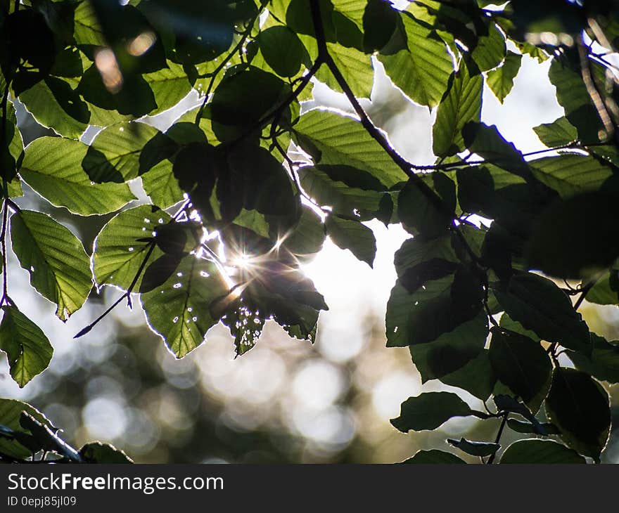 Green Leave Tree Under the Sun