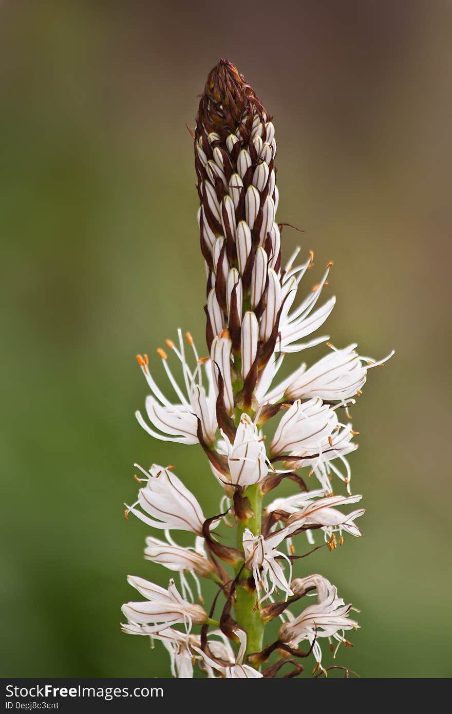 Brown and White Flower