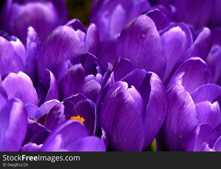 Close Up Photo of Purple Clustered Flower