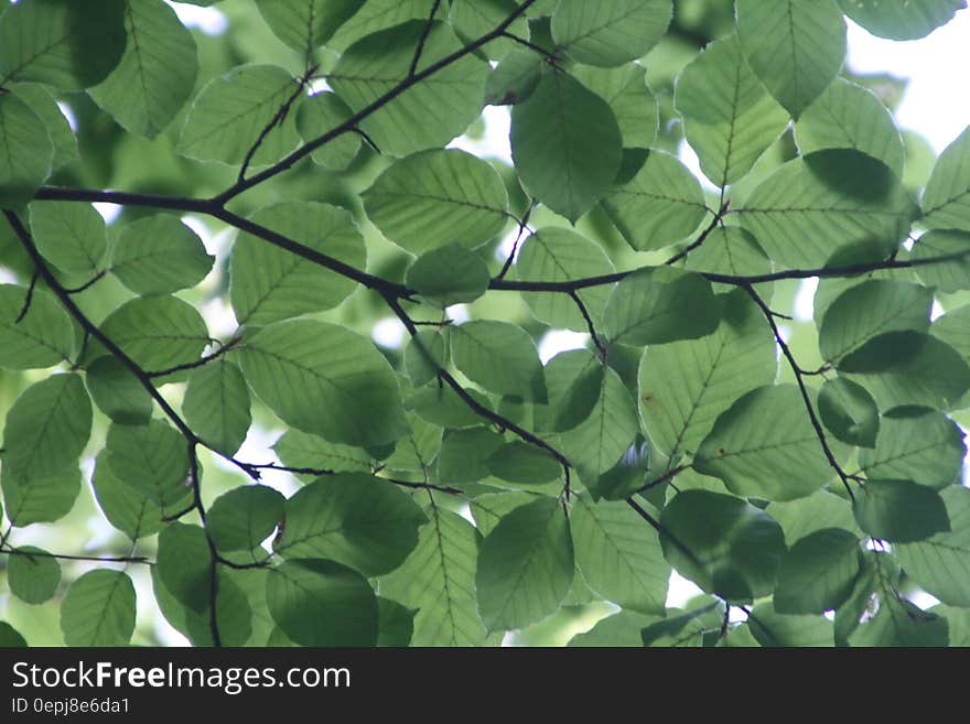 Green Leaf Tree