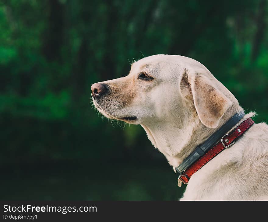 Portrait of brown Labrador Retriever with collar outdoors in sunny garden. Portrait of brown Labrador Retriever with collar outdoors in sunny garden.