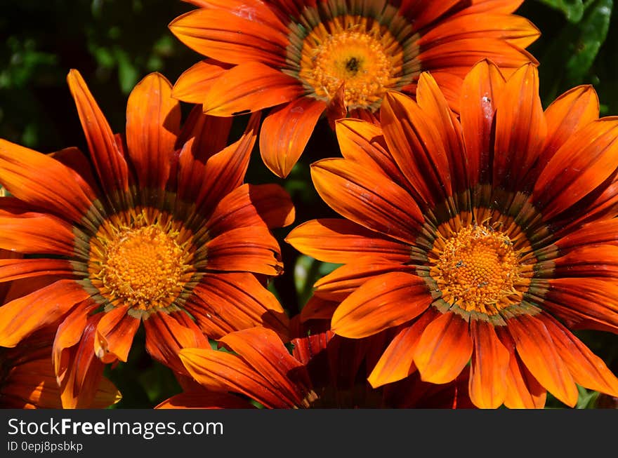 Orange Gazania