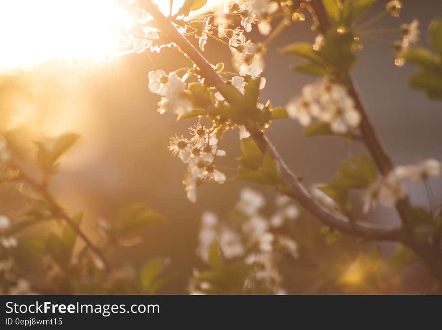 White Petaled Tree during Daytime