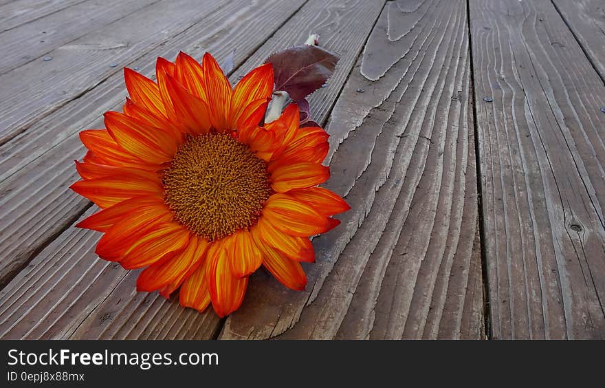 Orange Sunflower