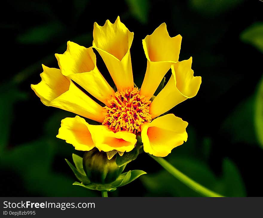 Yellow Flower in Macro Lens Photography