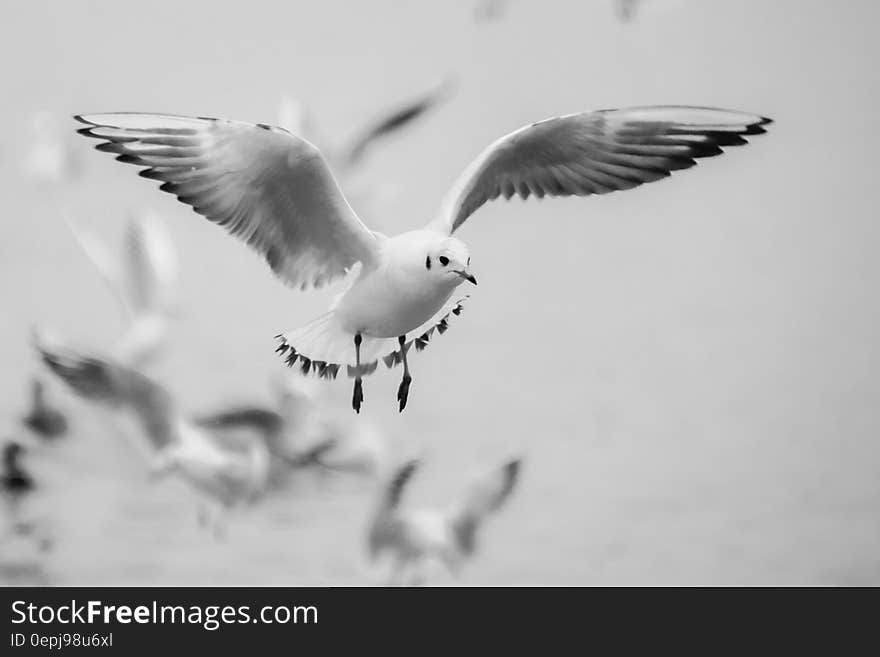 Grayscale Photo of Bird