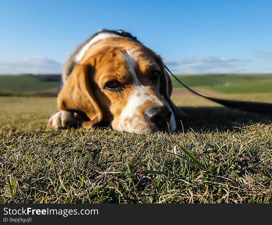 Close up of beagle dog laying in green lawn on sunny day. Close up of beagle dog laying in green lawn on sunny day.