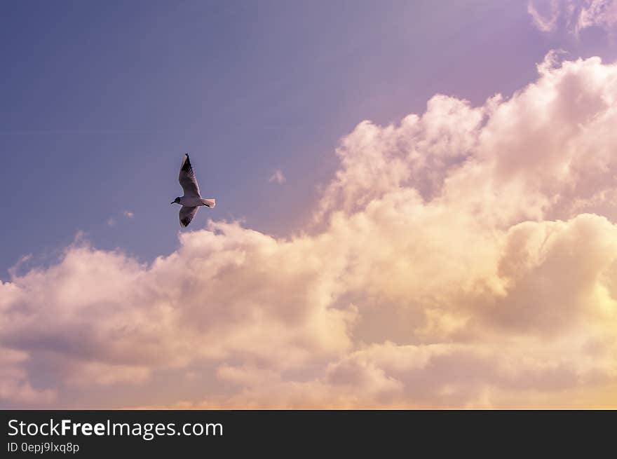 White Bird Flying Under Cloudy Sky during Daytime