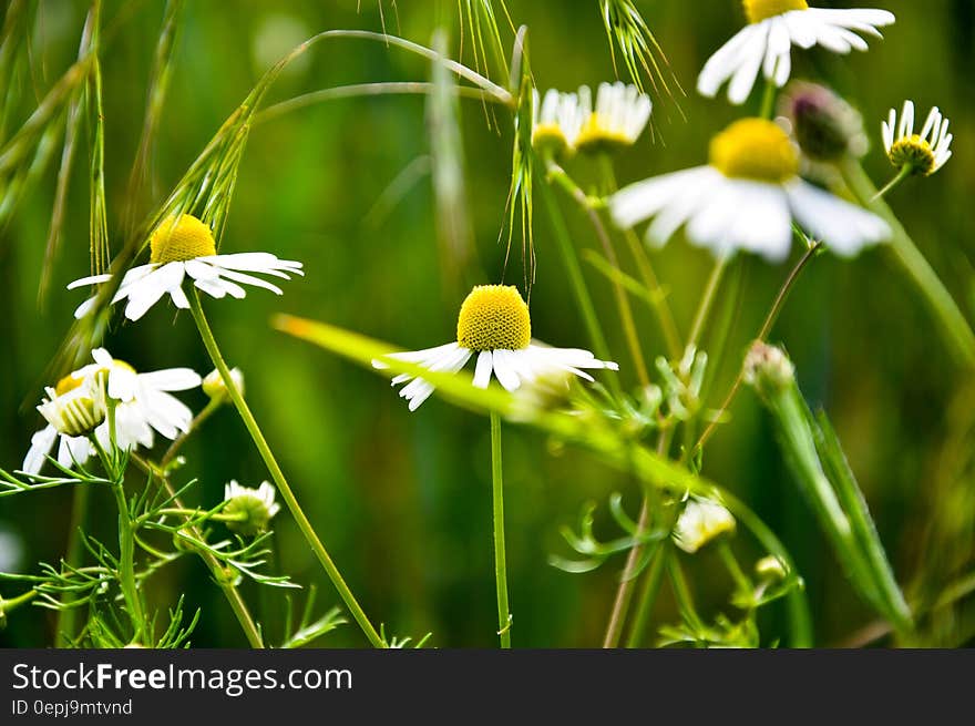 White and Yellow Flowers during Daytime