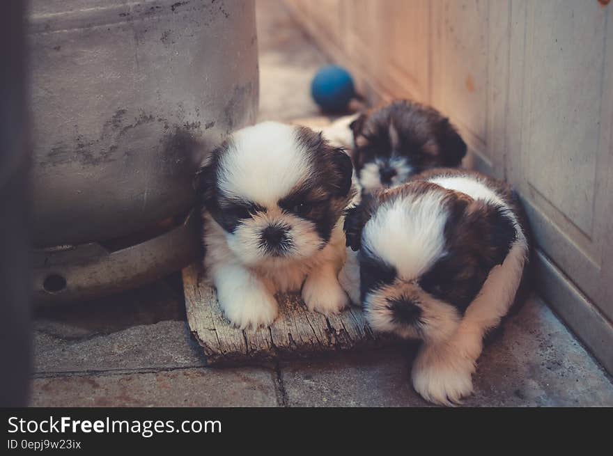 Brown and white puppies playing in backyard on sunny day.