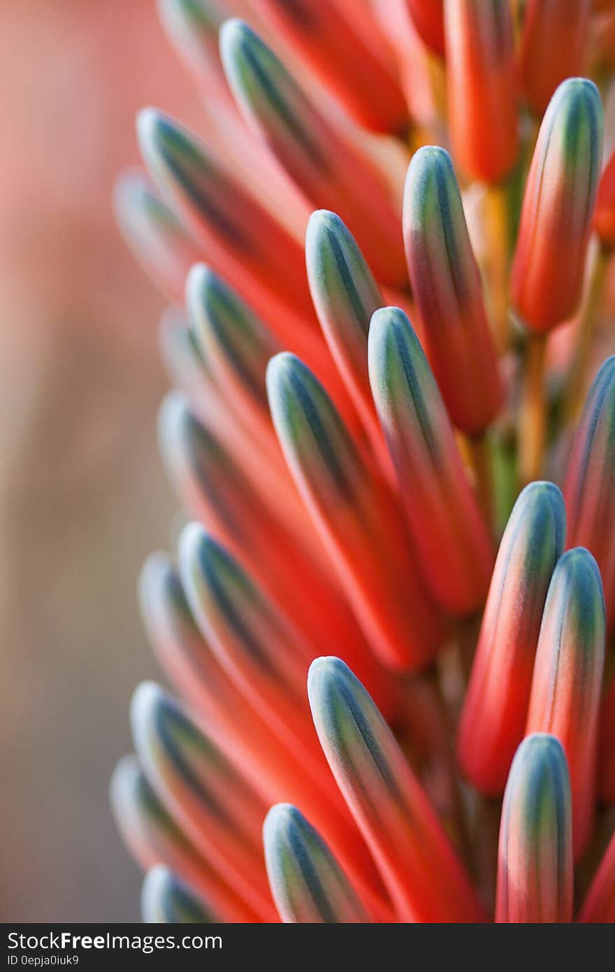 Macro Photography of Blue Green Yellow and Pink Plant