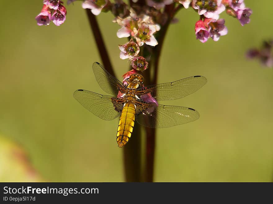 Brown Dragonfly Near Flower