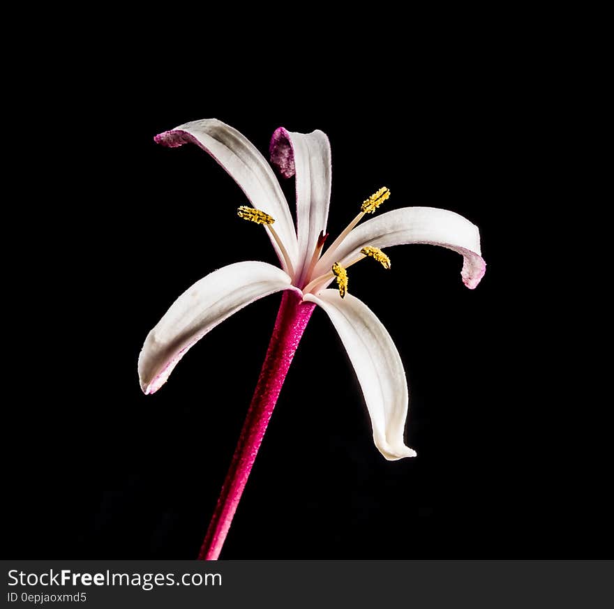 White and Pink Flower