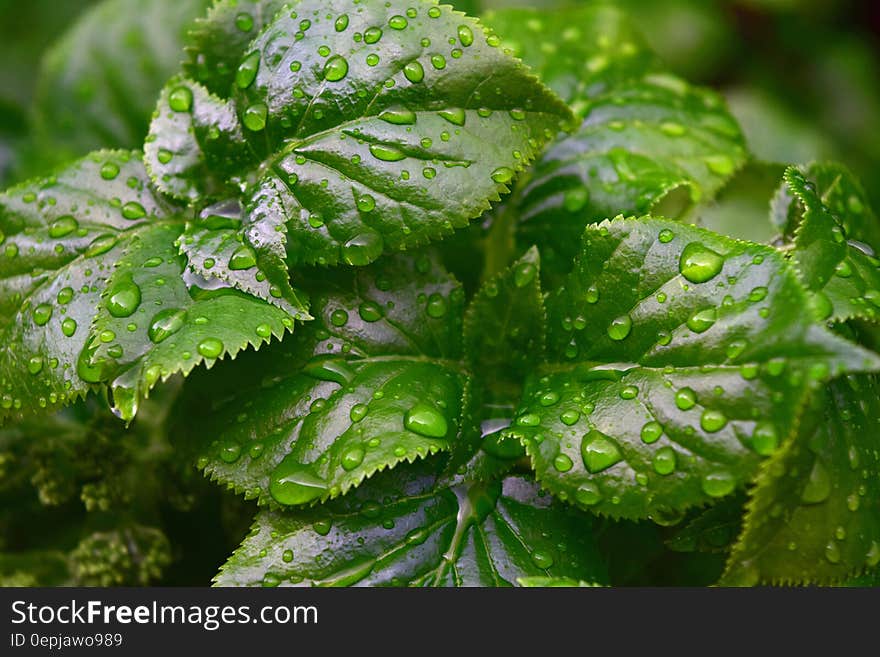 Rain Drops on Green Leaf Plant Close Up Photography