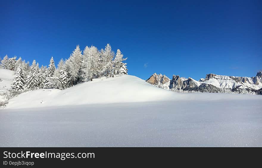 Pine Trees on Snow