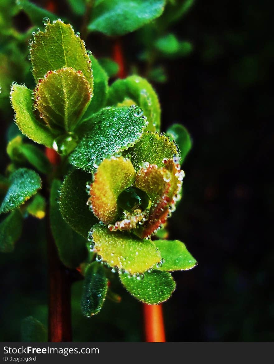 Green Leaf Plant